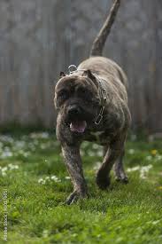 See more ideas about presa canario, cane corso, big dogs. 44 Best Presa Canario Images Stock Photos Vectors Adobe Stock