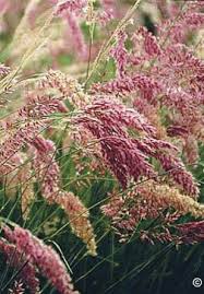 All annuals all ornamental grasses. Extension Providing Trusted Practical Education To Help You Solve Problems Develop Skills And Build A Better Future Ornamental Grasses Grass Colorado Gardening