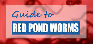 Rich, dark purple—if a few red/pink cells are. Small Red Worms In Ponds Filters Info Removal Methods Pond Informer