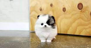 No Title Needed Cute Dogs Cute Pomeranian Cute Baby Animals