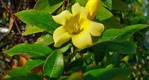 In upstate south carolina and many other parts of the country, there is a major blooming season. South Carolina State Flower The Yellow Jessamine Proflowers Blog