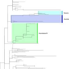 Image result for Senecio cryphiactis