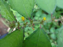 Image result for Triumfetta pentandra