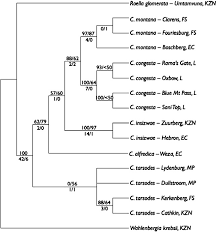 Image result for Wahlenbergia krebsii