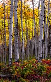 Birch Trees In Colorado Spirit In The Trees By Edward Marcinek Photo 125211797 500px Colorado In 2020 Tree Forest In The Tree Pictures To Paint