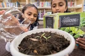 Collections of local herb, vegetable, flower, and fruit seeds that people can borrow the libraries first started popping up 10 or so years ago as a way of helping local seeds and plants thrive. It S A Beautiful Scheme Seed Libraries Sprout In Suburbs And Towns
