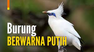 Selain itu, banyak masyarakat indonesia memelihara. 7 Jenis Burung Warna Putih Dan Langka Gacor Youtube