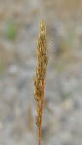 Image result for Grewia praecox