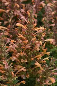 Image result for Agelanthus longipes