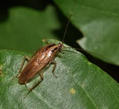Put some roach bait on the food or place the food on a sticky cockroach paper. Tips For Effective Pest Control Plan Against German Cockroaches