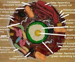 Check spelling or type a new query. Animal Cell Cake Of Celliness 6 Steps With Pictures Instructables