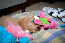 619 likes · 43 talking about this. Goldendoodle Cost Puppy Prices Daily Maintenance Goldendoodle Advice