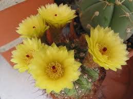 Le Piante Grasse Cactus Succulente Come Coltivare La pianta grassa crassula ovata presenta fiori rosa; le piante grasse cactus succulente