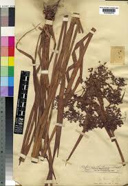 Image result for Cyperus mapanioides