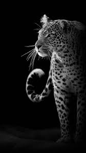 Pin De Holoan En Background Iphone Fondos De Leopardo Animales De Africa Fotos De Animales Salvajes