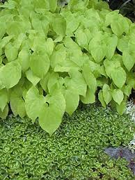 Image result for Mimulopsis alpina