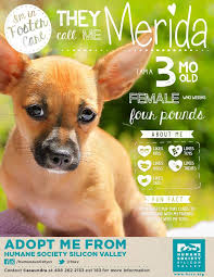 Merida 119427 Puppy Humane Society Silicon Valley Humane Society Foster Dog Dog Person