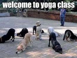 Downward Dog Yoga Class Funny Dog Memes Funny Dog Pictures Silly Animals
