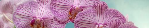 Facts about the Monkey Orchid | Orchids ...