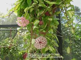 Check spelling or type a new query. Photo Of The Entire Plant Of Krimson Princess Hoya Hoya Carnosa Rubra Posted By Plantladylin National Gardening Associ Hoya Plants Plants Fragrant Flowers
