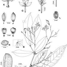 Image result for Englerodendron mengei
