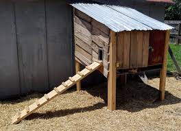 One would need some rough cut lumber, hammer, nails and a. Simple Backyard Urban Chicken Coop Stock Photo Adobe Stock
