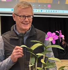 Image result for Cynorkis brevicalcar