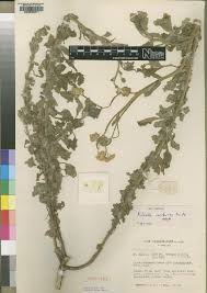 Image result for Cyphia richardsiae