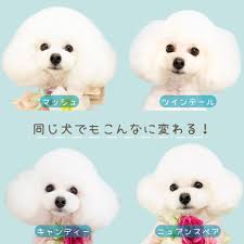 トイプードル人気カット60選！現役トリマーがおすすめの注文方法も伝授！ Dog salon Star sea（スターシー）