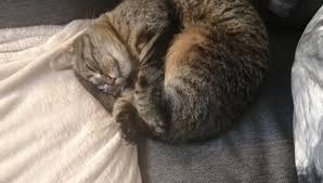 On est pas moins cons qu'eux dans l'absolu. Saint Jean De Braye Le Chat Coince A Huit Metres De Haut Depuis Cinq Jours A Ete Recupere