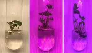 We did not find results for: Igrow Indoor Vertical Farming News Igrow