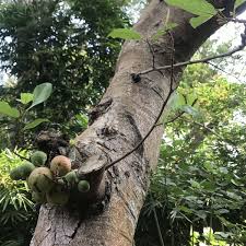 Image result for Ficus ingens