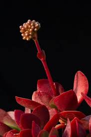Image result for Crassula globularioides