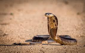 It provides the latest collection of weapons, systems, modes, grounds, shields, battle tags, and many more. Cobra Snake 1080p 2k 4k 5k Hd Wallpapers Free Download Wallpaper Flare