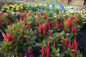 Image result for Celosia nervosa