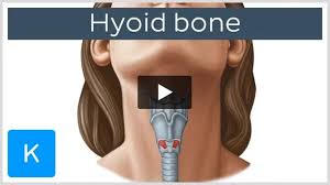Image result for Hyoid Bone