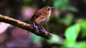Maybe you would like to learn more about one of these? Masteran Burung Jongkangan Cingcoang By Nada Tunggul