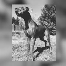 Do great dane mixes live long? R W Great Danes Of Georgia Posts Facebook