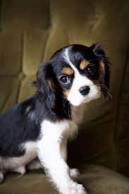 Cavalier King Charles Spaniel By Leanne Newman Cavalier King Charles King Charles Dog King Charles Spaniel