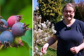 Image result for indiánská borůvka obrázek