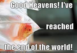 Friendly Reminder It S Just A Point Of View Funny Animals Fishing Memes End Of The World