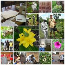 Image result for Barleria crossandriformis