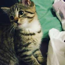 Check spelling or type a new query. Maine Coon Kitten Kurzhaar