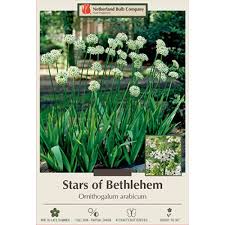 Image result for Ornithogalum