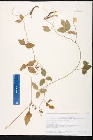 Image result for Vigna oblongifolia