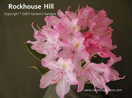 Rockhouse Hill Large Leaf Rhododendron Deep Pink Buds Open To Medium Pink Flowers With A Touch Of Gold In The Throat In Lat Azaleas Plant Sale Shade Plants