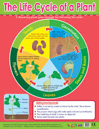 Plant Lifecycle Learning Chart School Poster