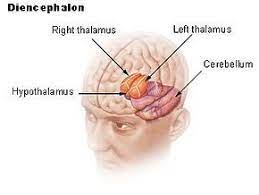 Pin On Endocrine System
