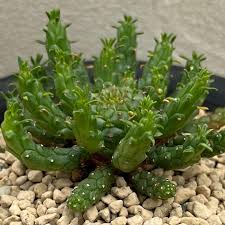 Image result for Euphorbia davyi