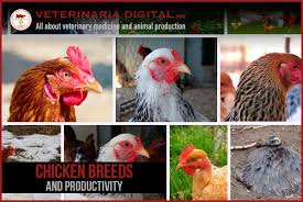 Different types of chickens have varying qualities to them which determine which category they fall in to: Chicken Breeds And Productivity Veterinaria Digital